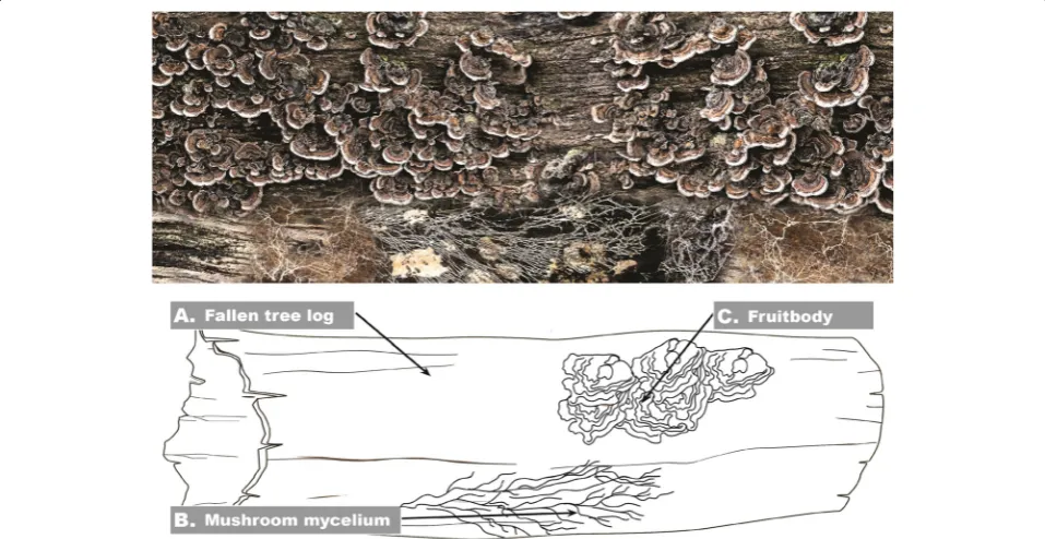 Fig. 1 Decomposition of a fallen tree log by Trametes versicolor (Tv). a Fallen tree log, presenting fresh organic plant matter