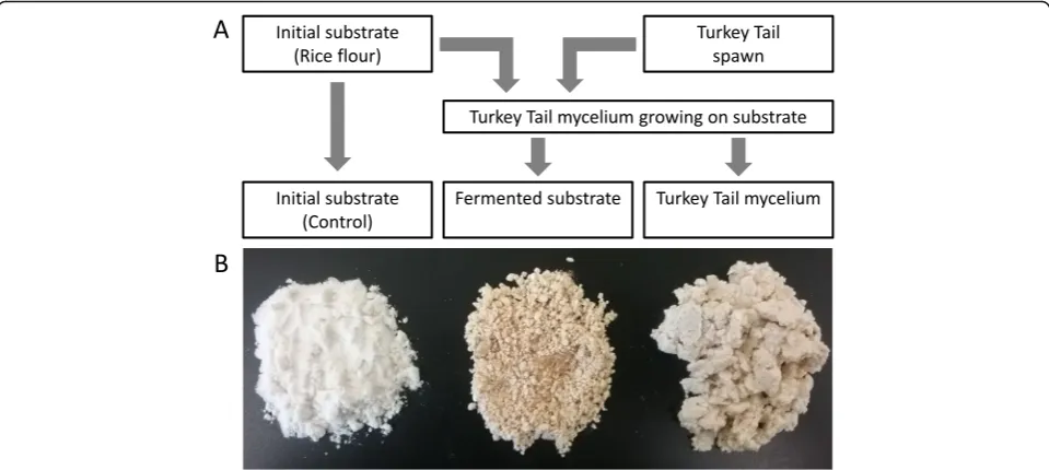 Fig. 2 Trametes versicolor (Tv) was used as an experimental model to isolate and compare the mycelium and its fermented substrate