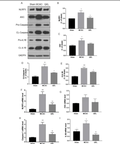 Fig. 5 QKL inhibited NLRP3 inflammasome activation post-stroke. (A) Western blot analysis of NLRP3, ASC, pro-caspase 1, cleaved-caspase 1, pro-IL-1β, cleaved-IL-1β and GAPDH