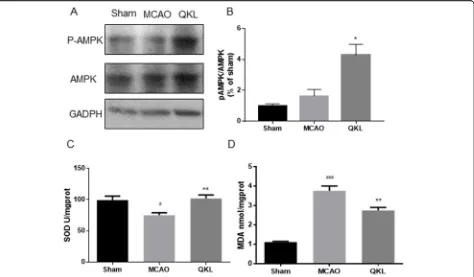 Fig. 6 QKL activated AMPK and decreased oxidative stress levels. a Western blot analysis of p-AMPK, AMPK and GAPDH