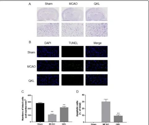 Fig. 3 Anti-apoptosis effects of QKL. a Representative pictures of Nissl staining and b representative images of cell apoptosis stained with theTUNEL method