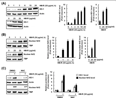Fig. 4 Effect of HM-R on HO-1 expression through ROS-dependent Nrf2 activation.indicated times or indicated concentrations for 6 h