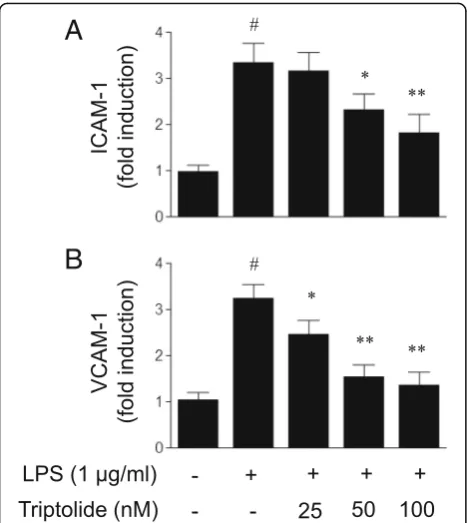 Fig. 3 The effects of triptolide on lipopolysaccharide (LPS)-induced(a) ICAM-1 and (b) VCAM-1 expression in human umbilical veinendothelial cells (HUVECs)