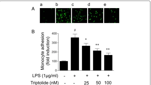 Fig. 4 The effects of triptolide on lipopolysaccharide (LPS)-induced monocyte adhesion to human umbilical vein endothelial cells (HUVECs).HUVECs were treated with LPS (1 μg/ml) in the presence or absence of triptolide (25, 50 or 100 nM) for 6 h, and subseq