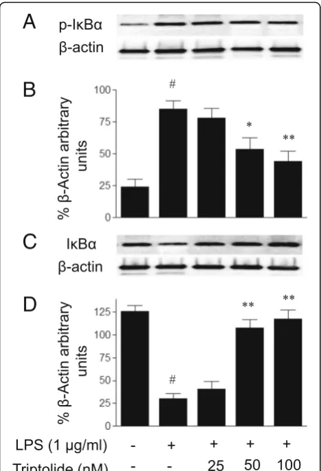 Fig. 7 The effects of triptolide on lipopolysaccharide (LPS)-inducedNF-κB transcriptional activation in human umbilical vein endothelialcells (HUVECs)