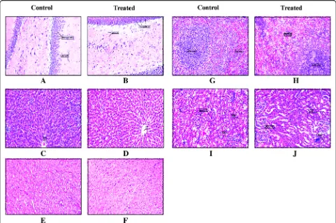 Fig. 6 Effect of 1000 mg kg(−1of Asdamarin on histology of vital organs of female rats