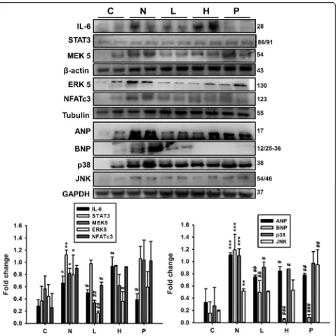 Fig. 4 Effects of GT extracts on hypertrophy marker proteins in STZ-NA-induced changes in rat liver tissues