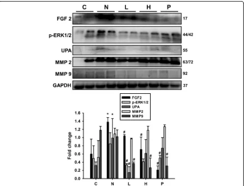 Fig. 5 Effects of GT extracts on fibrosis marker proteins in STZ-NA-induced changes in rat liver tissues