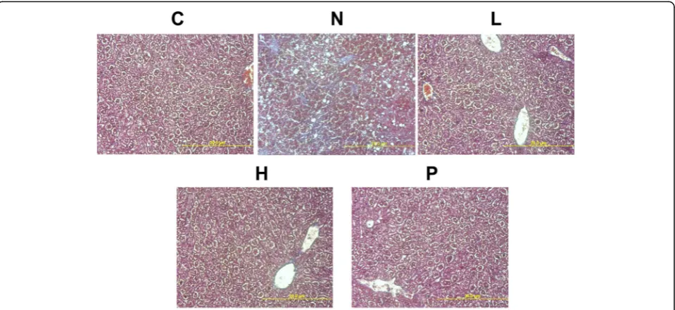 Fig. 6 Hematoxylin and eosin (H&E) staining of tissue sections showing the liver tissue architecture and lipid droplets