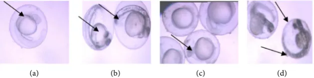 Figure 4. (a) Control embryos showing normal teleostean development; (b) Zebrafish bryos showing delayed hatching with severe cranial deformation, scoliosis and yolk-sac edema and dorsal curvature of the spine