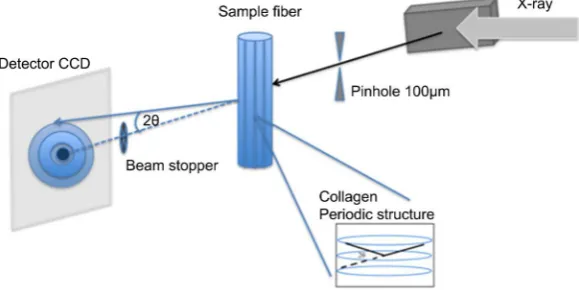 Figure 1. (Color online) Theoptical systemof auxiliary experiment for small angle scat-ting pattern of collagen