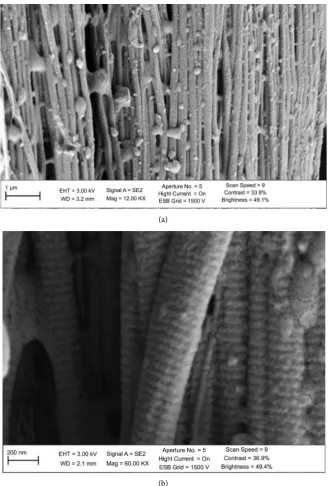 Figure 6. SEM images of chicken collagen’s structure by different magnification.  