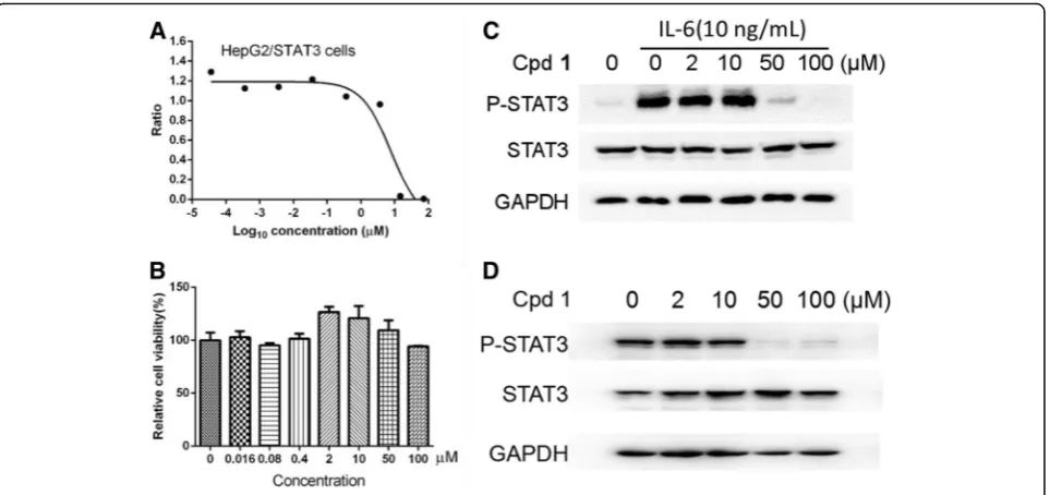 Fig. 2 2-Ethoxystypandrone (1) inhibited the IL-6-induced and constitutive activation of STAT3.(1) inhibited the basal constitutive activation of STAT3 in HepG2 cells