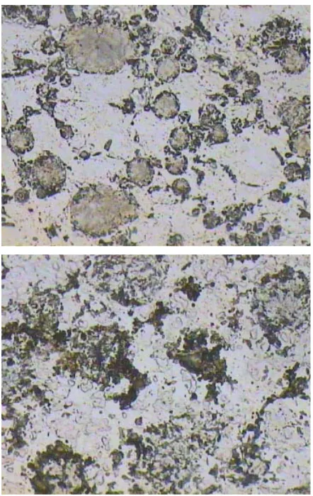 Figure 8. Gama1 and gama2 appear in A1 sample. 
