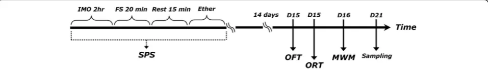 Fig. 2 Experimental protocol of single-prolonged stress (SPS)-induced memory impairment and subsequent treatment with A