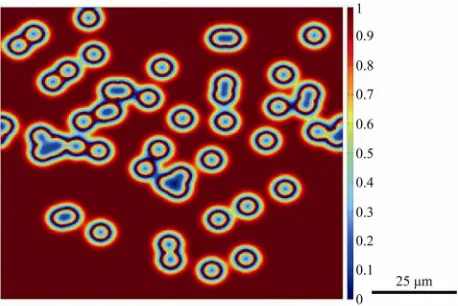 Figure 4. Numerically simulated micrograph of normalized solute distribution in the liquid and gap-filler powder parti-cles after 60 time steps