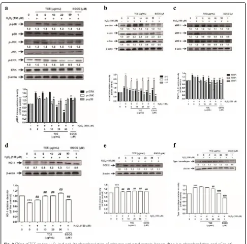 Fig. 3 Effect of TCE on the H2O2-induced (a) phosphorylation of mitogen-activated protein kinases, (b) c-Jun phosphorylation and c-Fos, (c)matrix metalloproteinase (MMP)-1, − 3, − 9, (d) hemeoxygenase-1 (HO-1), (e) cyclooxygenase-2 (COX-2) and (f) type I p