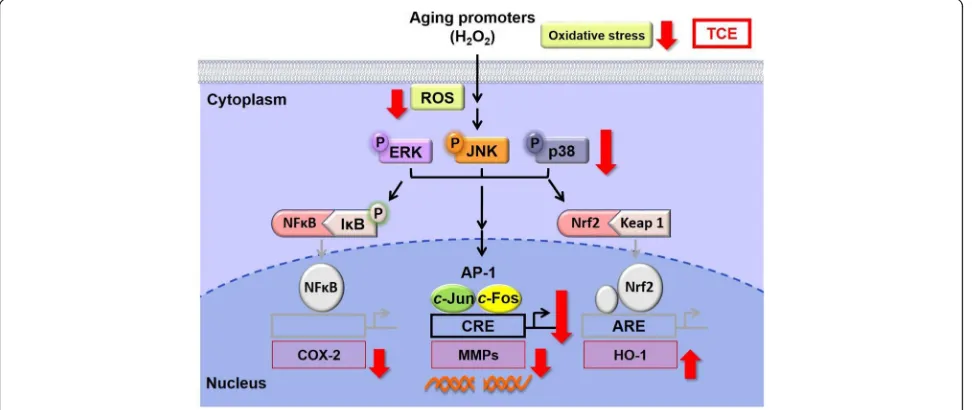 Fig. 4 Scheme for TCE inhibition of oxidative stress-induced skin damage. (↑: upregulation; ↓inhibition)