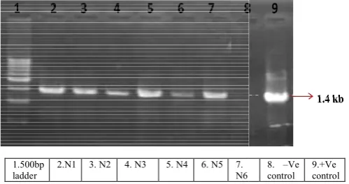 Fig. 3. Development of transgenic tomato over expressing                ladder  