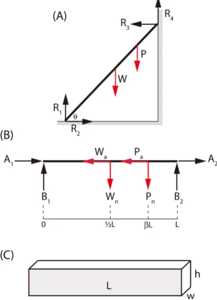 Figure 1. (A) Schematic diagram of the reaction forces script 1 denotes the contact point at the ground; subscript 2 denotes the contact point at is a point load applied at the point (R R)1,2,R R3,4 on a single-beam ladder by the ground and wall