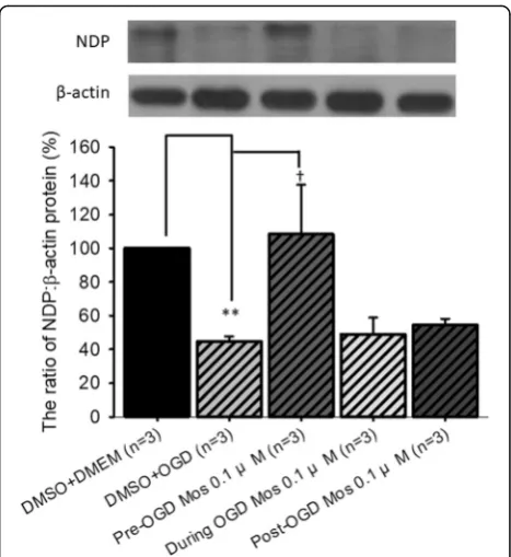 Fig. 2 The effect of moscatilin on the protein expression levels of NDPrelative to β-actin