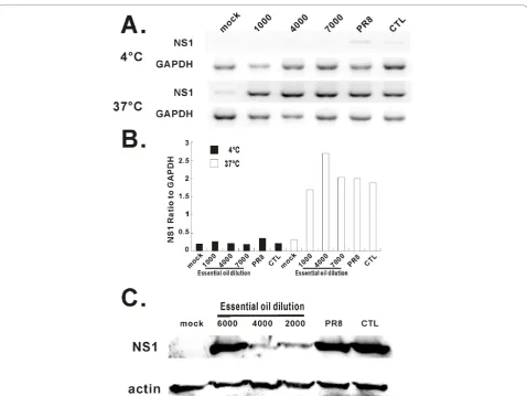 Figure 7 MDCK cells infected by oil-treated virus express viral NS1 mRNA, but minimal amounts of NS1 protein