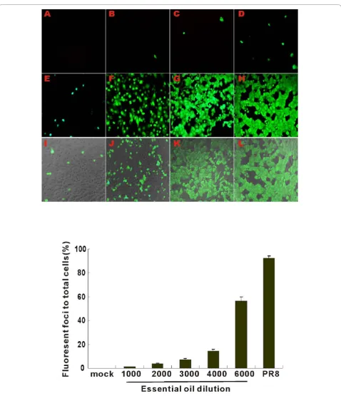 Figure 1 Effect of oil treatment on progeny virus production by PR8 as measured by Fluorescent focus assay (FFA)with different dilutions of essential oil: (B) 1:1,000 (C) 1:2,000 (D) 1:3,000 (E) 1:4,000 (F) 1:6,000, (G) untreated PR8, (H) PR8 treated with 