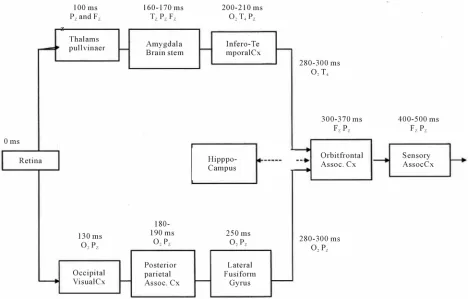 Figure 4. A proposed diagram of the human visual perception process. 