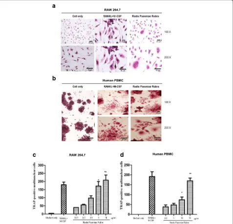 Fig. 1 RPR-induced osteoclast-like multi-nucleated cells from RAW264.7 macrophages and human monocytes