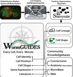 Figure 2 . The major functions and data streams of Worm GUIDES. The original picture was pub-lished in [4]