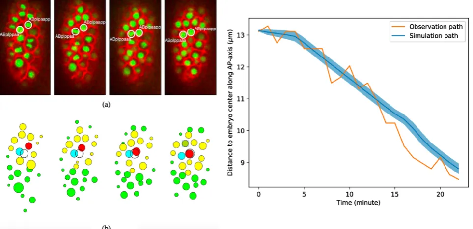 Figure 5. The observation and simulation result of Cpaaa cell movement (left) and the migration path of Cpaaa cell movement (right)