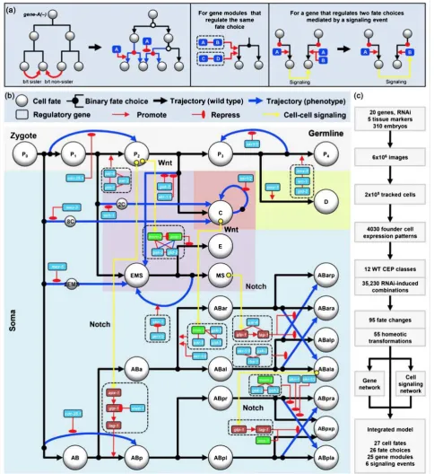 Figure 6. Inferred mechanistic model of development. This graph was originally published in [9]