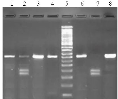 Figure 1. Genomic DNA extracted from different subjectsFigure 1. Genomic DNA extracted from different subjects  