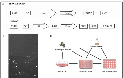 Figure 1 Construction of retroviral and HIV-1 replication reporter vector system. (A) The pLNCX2 -EGFP vector, constructed by insertingthe EGFP gene into the multiple cloning site of the pLNCX2 plasmid, a retroviral vector contains elements derived from Mo
