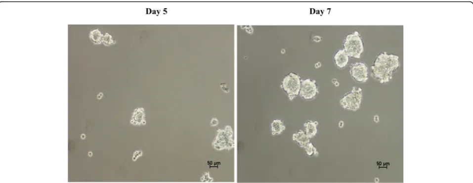 Fig. 2 Spheroid formation of MDA-MB-231 in serum free media at (a) day 5 and (b) day 7