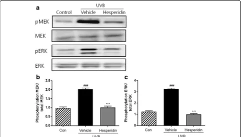 Fig. 6 Effects of hesperidin on the phosphorylation of MEK and ERK in the UVB-irradiated mice model