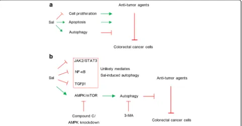 Fig. 6 Autophagy impairs synergistic effects of Sal and anti-tumor agents against CRC