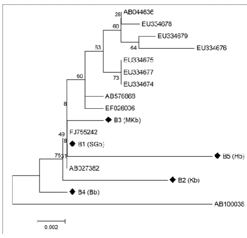 Fig. 1. BLAST alignment of the nucleic acid sequence derived from five native strains of    B