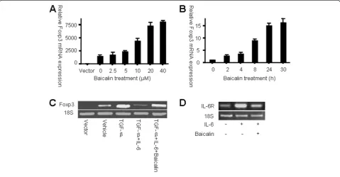 Figure 2 Baicalin up-regulates Foxp3 expression in HEK 293 T cells. Foxp3 mRNA levels in transfected HEK 293 T cells are shown(A) Twenty-four hours after transfection, cells were treated with Baicalin for another 24 h