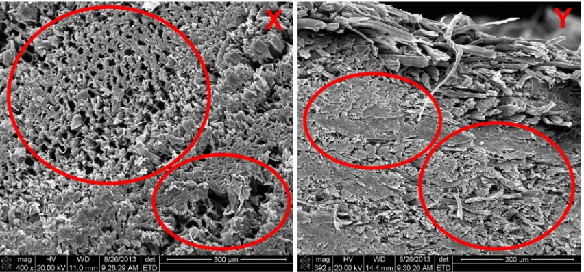 Fig. 5 Scanning electron micrographs taken from the cross section of control and steam-treated samples (X control sample, Y steamed sample)