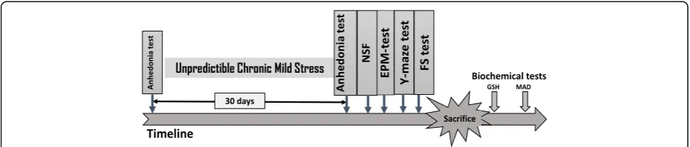Fig. 1 Experimental design. Baseline sucrose-preference was assessed before beginning the chronic unpredictable mild stress (CUMS)