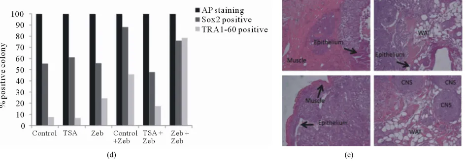 Figure 6. Characterization of adipose induced pluripotent stem (AdiPS) cells produced by pre- and post-treatment of preadipocytes with epigenetic modulators