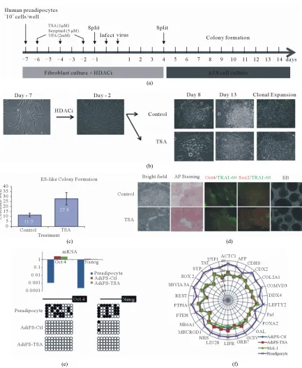 Figure 3. Characterization of adipose induced pluripotent stem (AdiPS) cells produced by pre-treatment of preadipocytes (Mel-1), AdiPS-Ctl and AdiPS-TSA cells