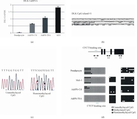 Figure 5. Dlk1 mRNA expression and DNA methylation of the Dlk1 promoter. (a) Dlk1 mRNA levels from human preadipocytes, hES cells and AdiPS cells (AdiPS-Ctl, AdiPS-TSA) were determined by Real-time RT-PCR and expression was normalized to GAPDH; (b) Nucleot