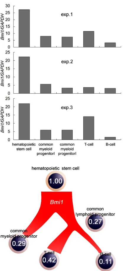 Figure 1. Quantitative analysis of CD34+/ CD38+/CD10–, CD34+/CD38+/CD10 +, CD3+, and CD19+ cells were treated as HSCs, common mye- loid progenitors, common lymphoid progenitors, T cells, and B cells, respectively