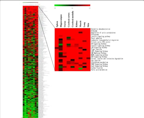 Fig. 2 Hierarchical clustering analysis of biological pathways regulated by EA stimulation at ST36 acupoint in various organs