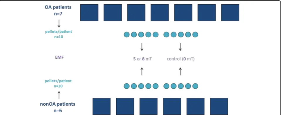 Fig. 1 Chart of the experiment with 7 OA patients and 6 nonOA patients. During the experiment 5 pellet cultures per patient were exposed to anEMF (5 mT or 8 mT)