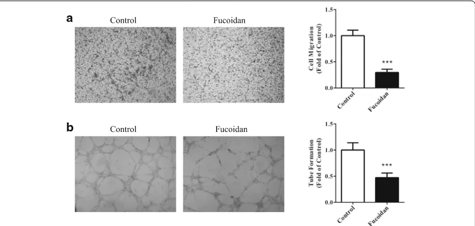 Fig. 1 Fucoidan inhibited viability and proliferation of prostate cancer cells. DU-145 cells were treated with 100, 200, 500, 1000 μg/mL of fucoidan for 24 h.Cell viability (a) and proliferation (b) were measured by MTT and BrdU incorporation assay, respec