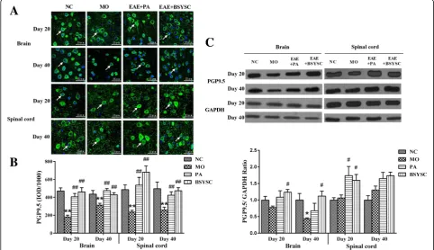 Fig. 1 PGP9.5 protein expression in the brain and spinal cord of mice treated with or without BSYSC 20 and 40 dpi