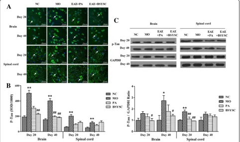 Fig. 2 P-Tau protein expression in the brain and spinal cord of mice treated with or without BSYSC 20 and 40 dpi